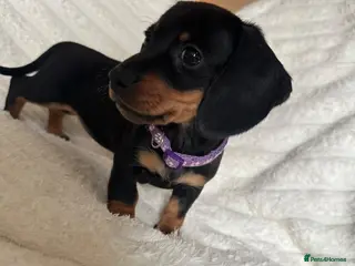 Miniature Dachshund dogs Gorgeous Miniature Sausages 💖 - Advert 11