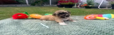 Lhasa Apso 4