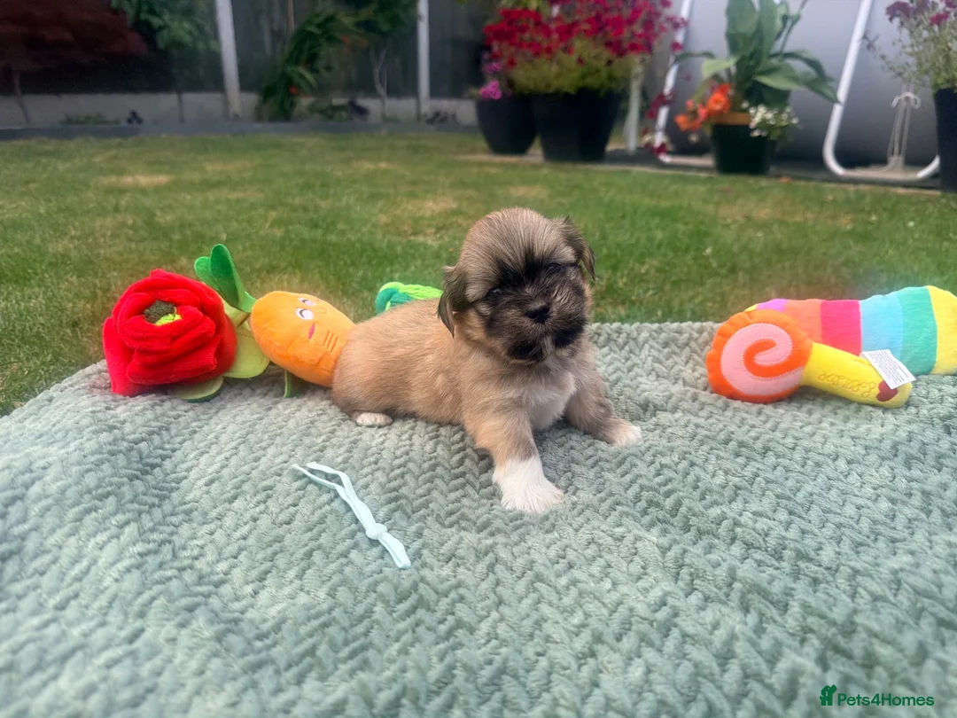 Lhasa Apso dogs for sale: Lhasa Apso puppies - Advert 14