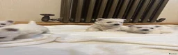 West Highland Terrier dogs for sale: KC Westies  - Advert 8