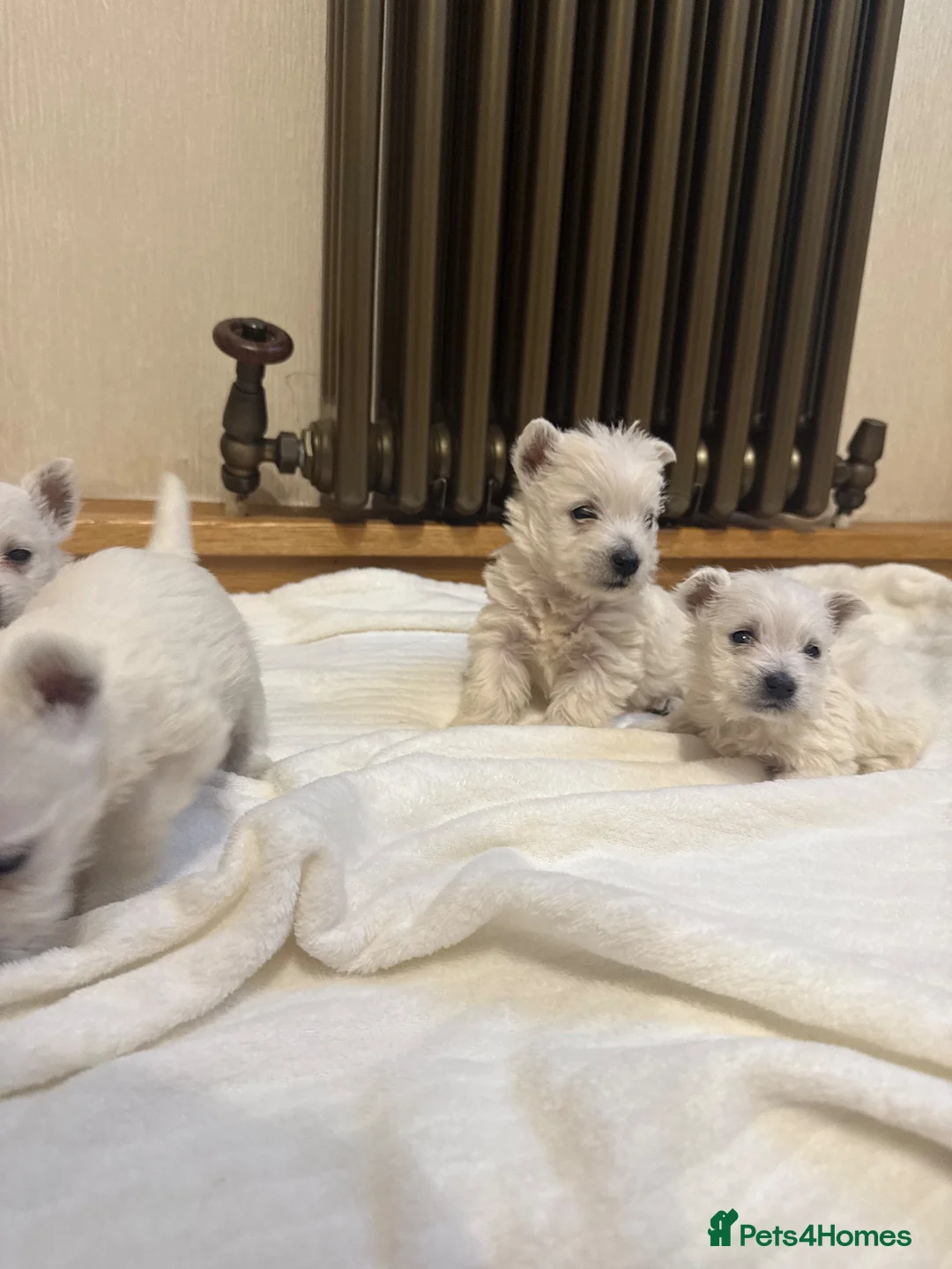 West Highland Terrier dogs for sale: KC Westies  - Advert 8