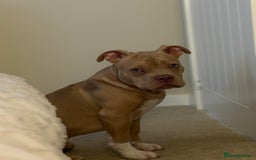 American Bully dogs for sale: Pocket bully - Image 2