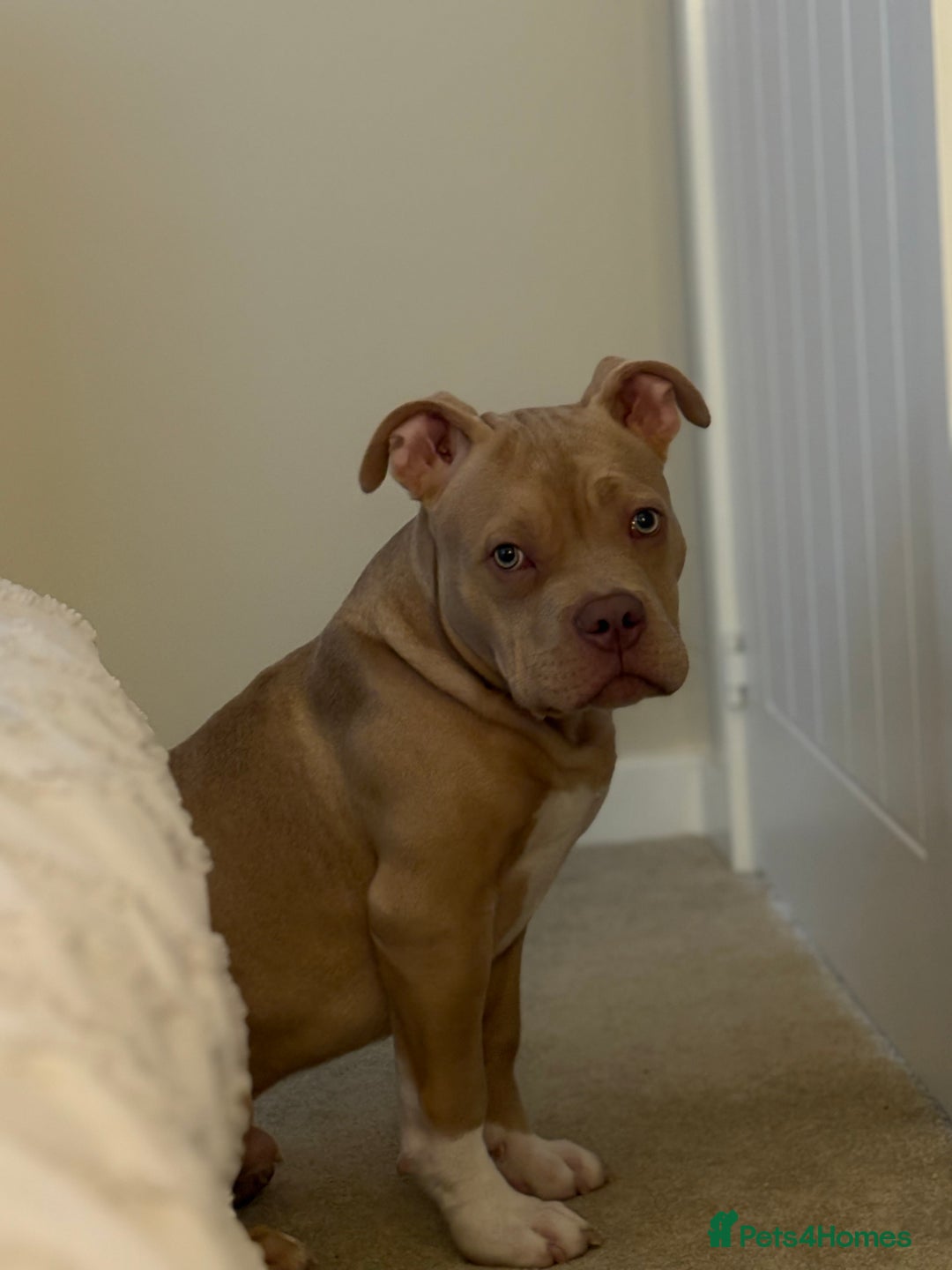 American Bully dogs for sale: Pocket bully - Image 2