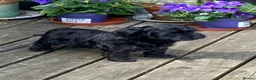 Yorkiepoo dogs for sale: Beautiful YORKIEPOO puppies - Advert 3