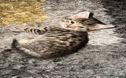 Domestic Shorthair cats for sale: Adorable tabby/bengal kittens to a good home - Image 5