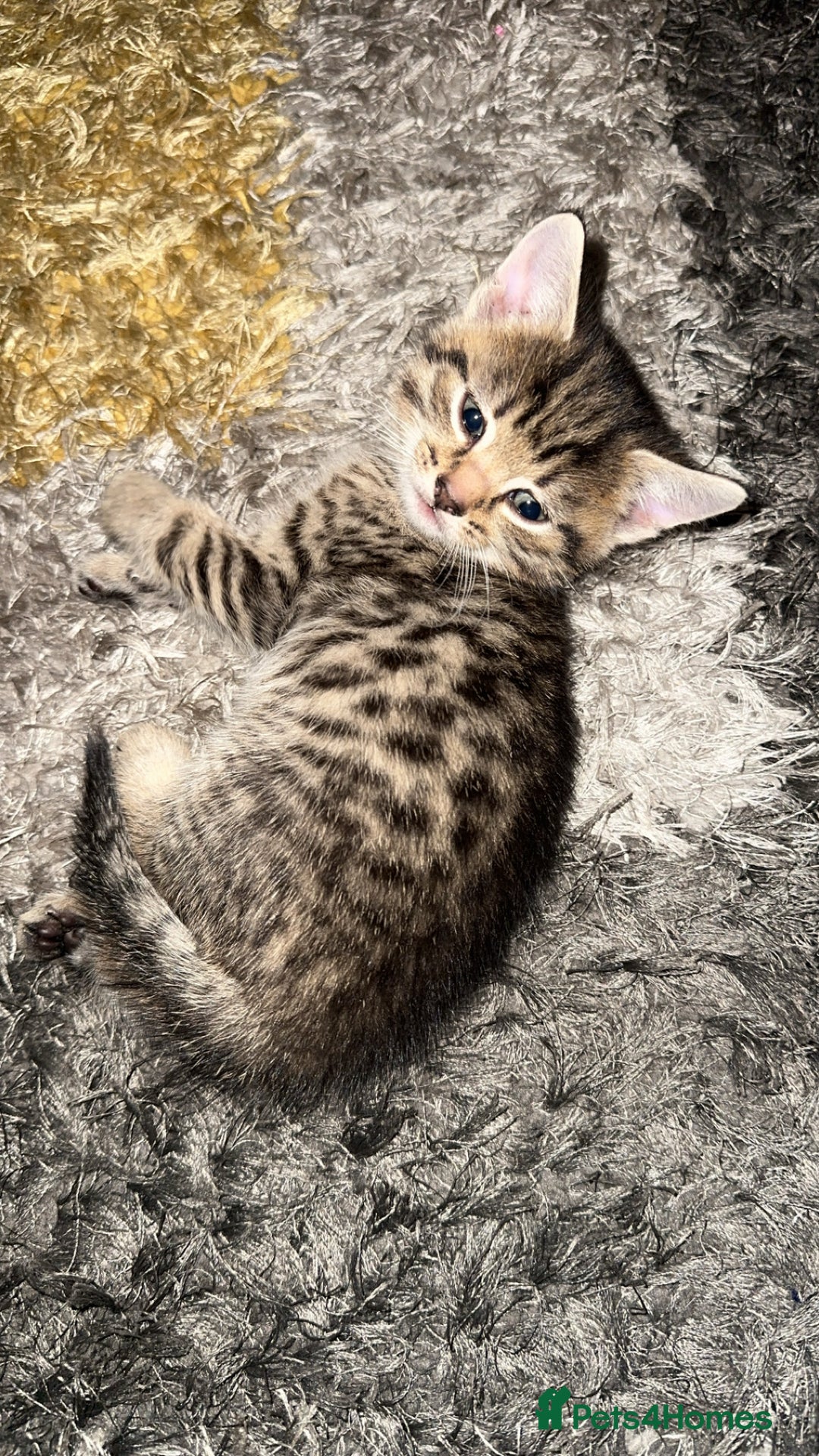 Domestic Shorthair cats for sale: Adorable tabby/bengal kittens to a good home - Image 5