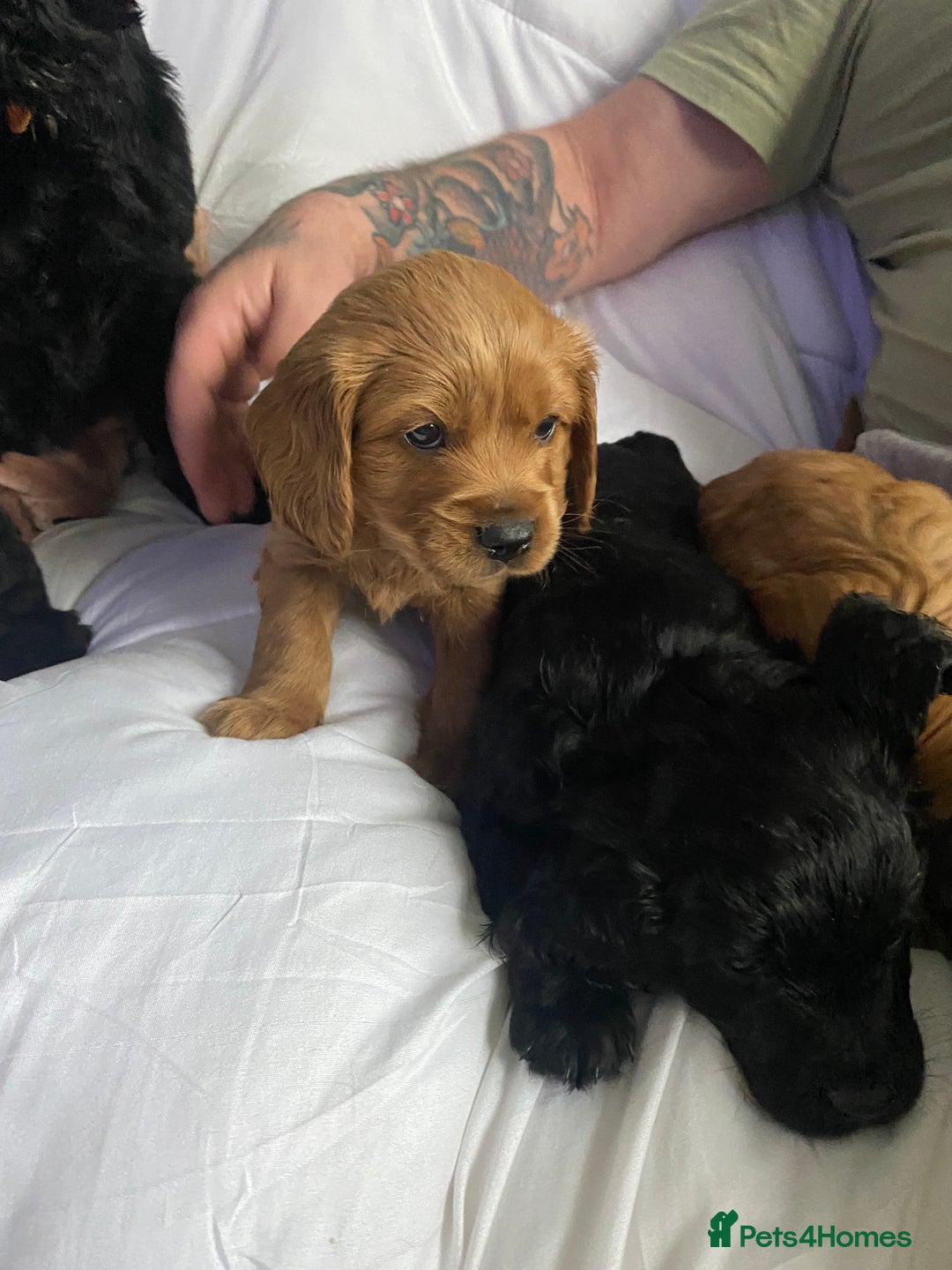 Cavapoo dogs for sale: Stunning cavapoo pups  - Advert 9