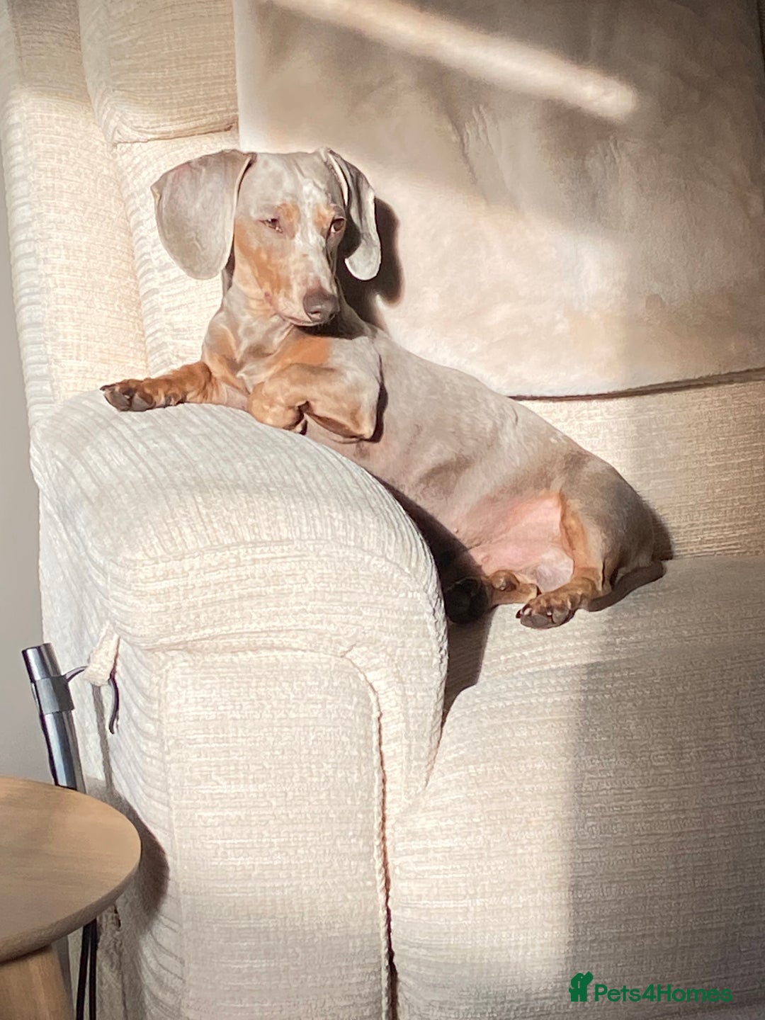 Miniature Dachshund dogs for sale: Miniature Dachsund Smooth Hair - Image 5