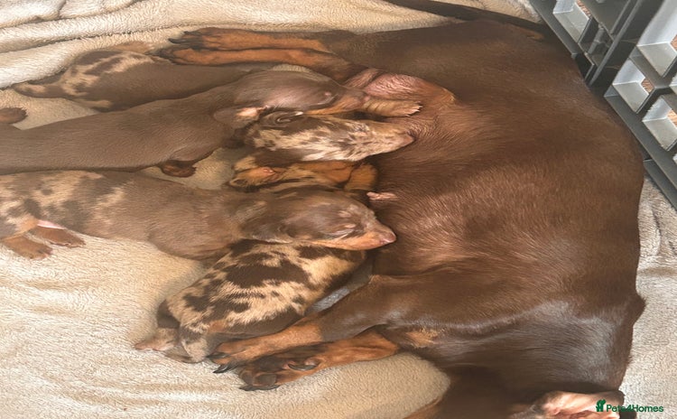 Miniature Dachshund dogs - Advert 8