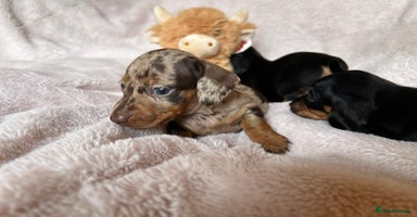 Dachshund dogs - Advert 13