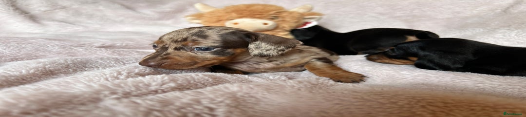 Dachshund Puppy 4