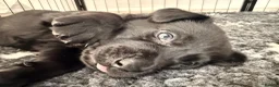 Labrador Retriever dogs for sale: LABRADOR RETRIEVER PUPPIES – HEALTH TESTED - Advert 12