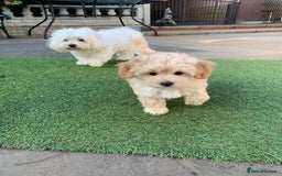 Maltipoo dogs for sale: Beautiful maltipoo puppies looking for new homes  - Image 19