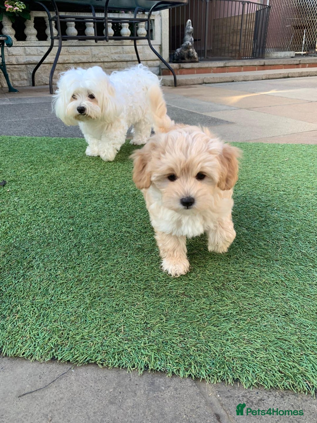 Maltipoo dogs for sale: Beautiful maltipoo puppies looking for new homes  - Image 19