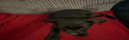 Sheprador dogs for sale: 2 MALE PUPPIES LOOKING FOR THEIR FOREVER HOMES in Tipton - Advert 5