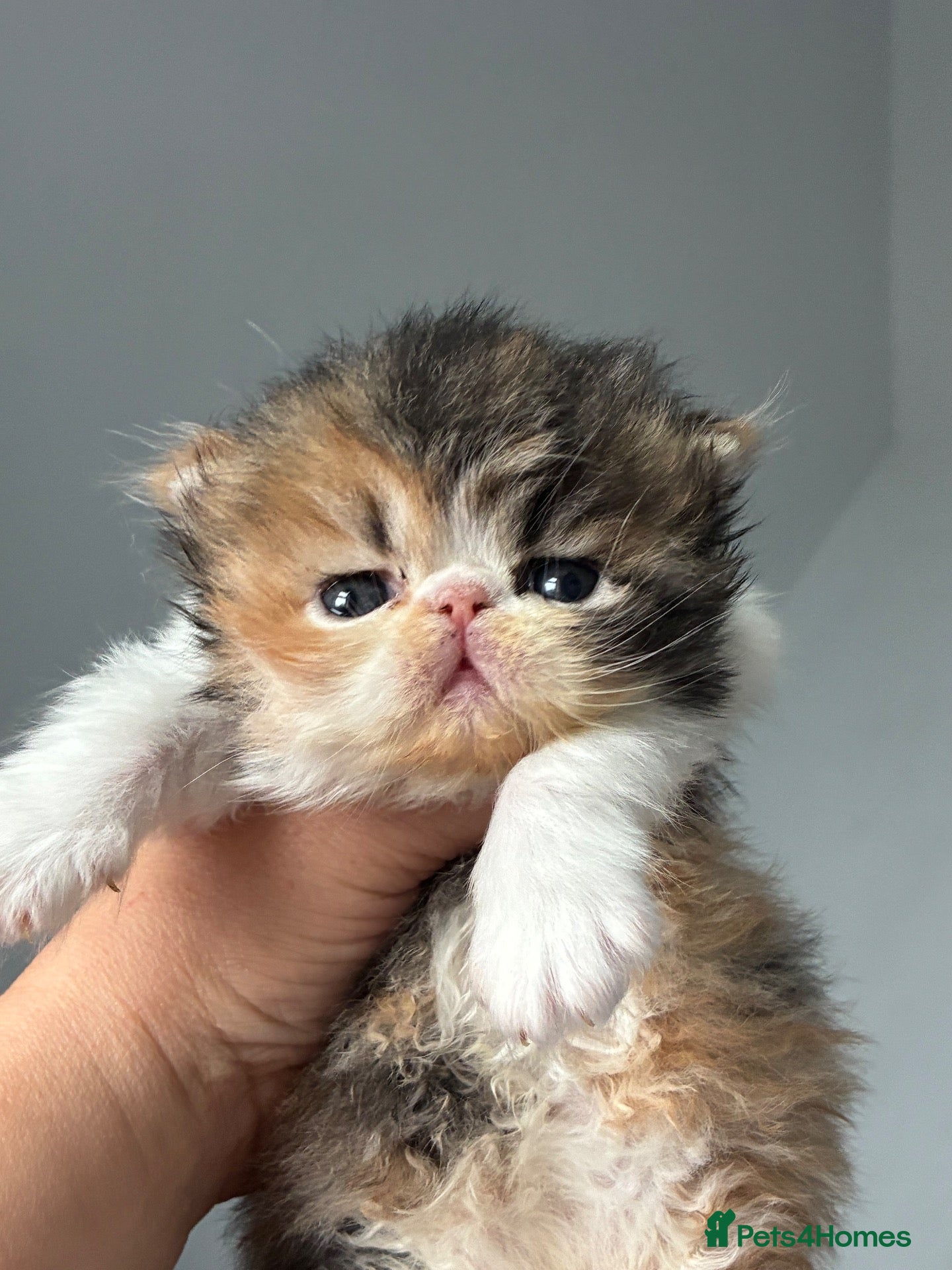 Persian cats for sale: 🔥💗 FEMALE PERSIAN KITTEN CHAMPION LINES 🔥💗 - Advert 1