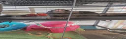 Rat rodents for sale: Male rats for rehoming  - Advert 3