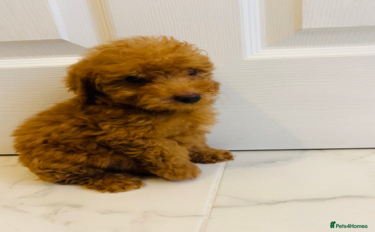 Miniature Poodle dogs - Advert 2