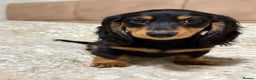 Miniature Dachshund dogs for sale: KC reg Long-Hair Black & Tan Miniature Dachhund - Advert 8