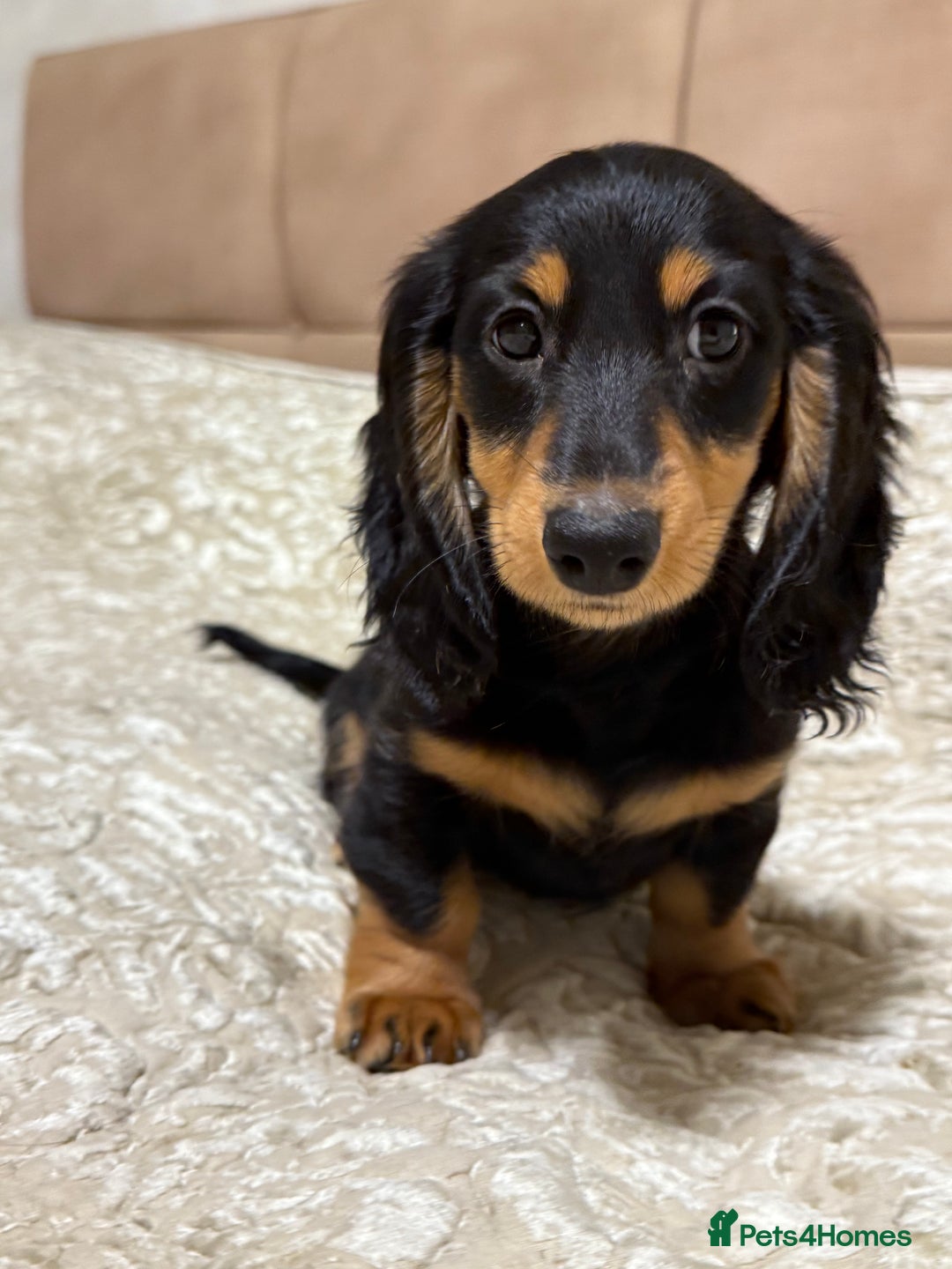 Miniature Dachshund dogs for sale: KC reg Long-Hair Black & Tan Miniature Dachhund - Advert 8
