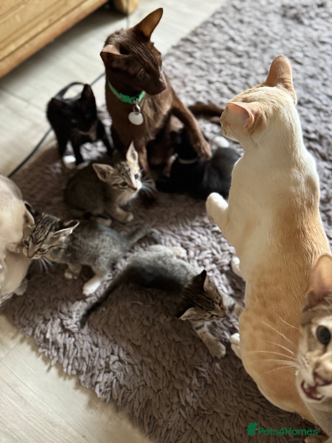Mixed Breed cats for sale: 4 kittens for sale - Advert 4