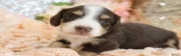 Miniature Dachshund dogs for sale: KC Longhair Miniature Dachshund Puppies in Wisbech - Advert 23