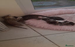 Mixed Breed cats for sale: Kitten looking for good House - Image 9