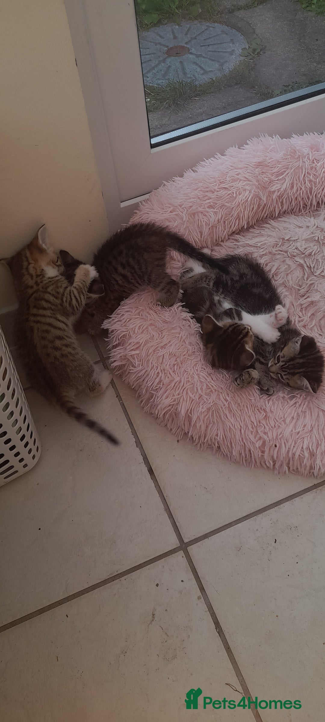 Mixed Breed cats for sale: Kitten looking for good House - Image 9