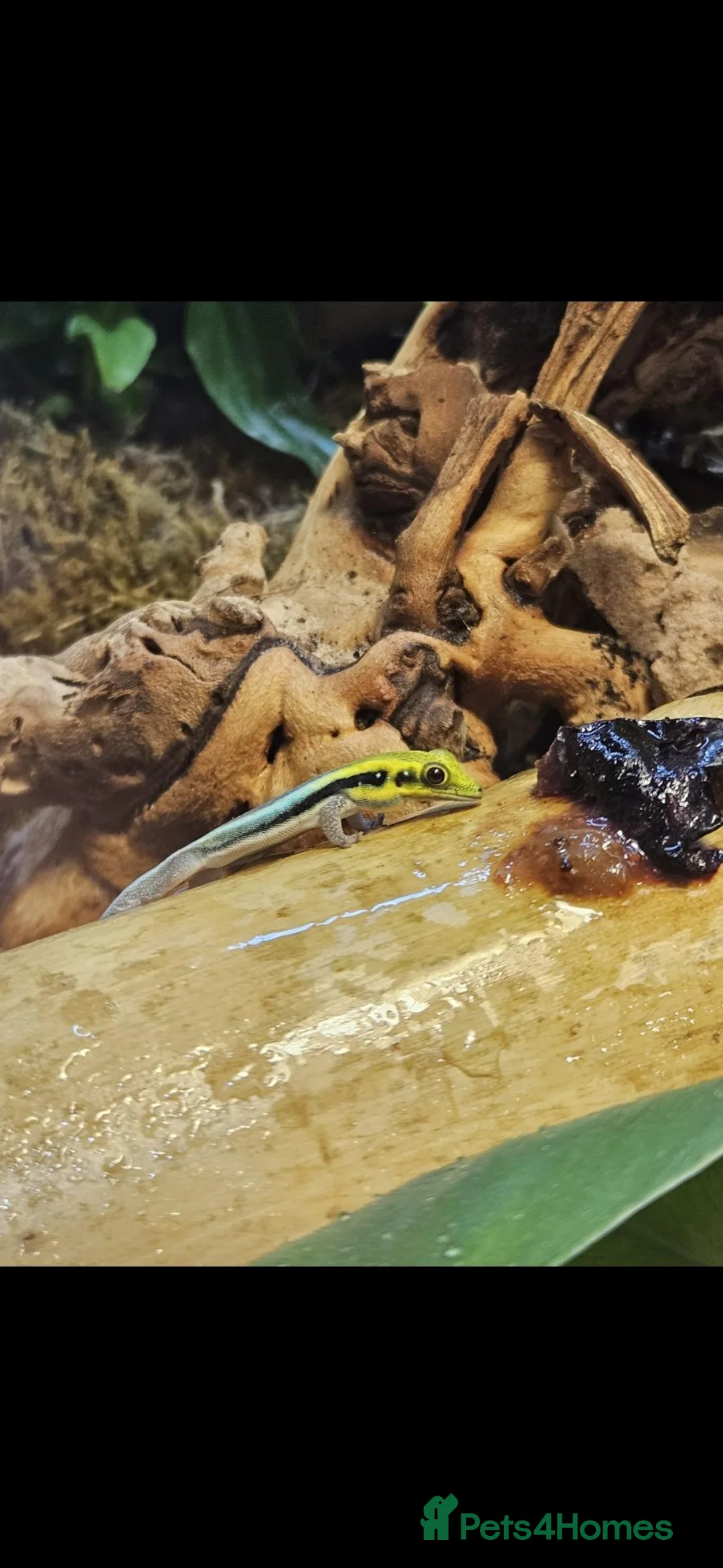 Gecko reptiles for sale: 2x neon day geckos and tank/set up. Lights etc  in Reading - Advert 2