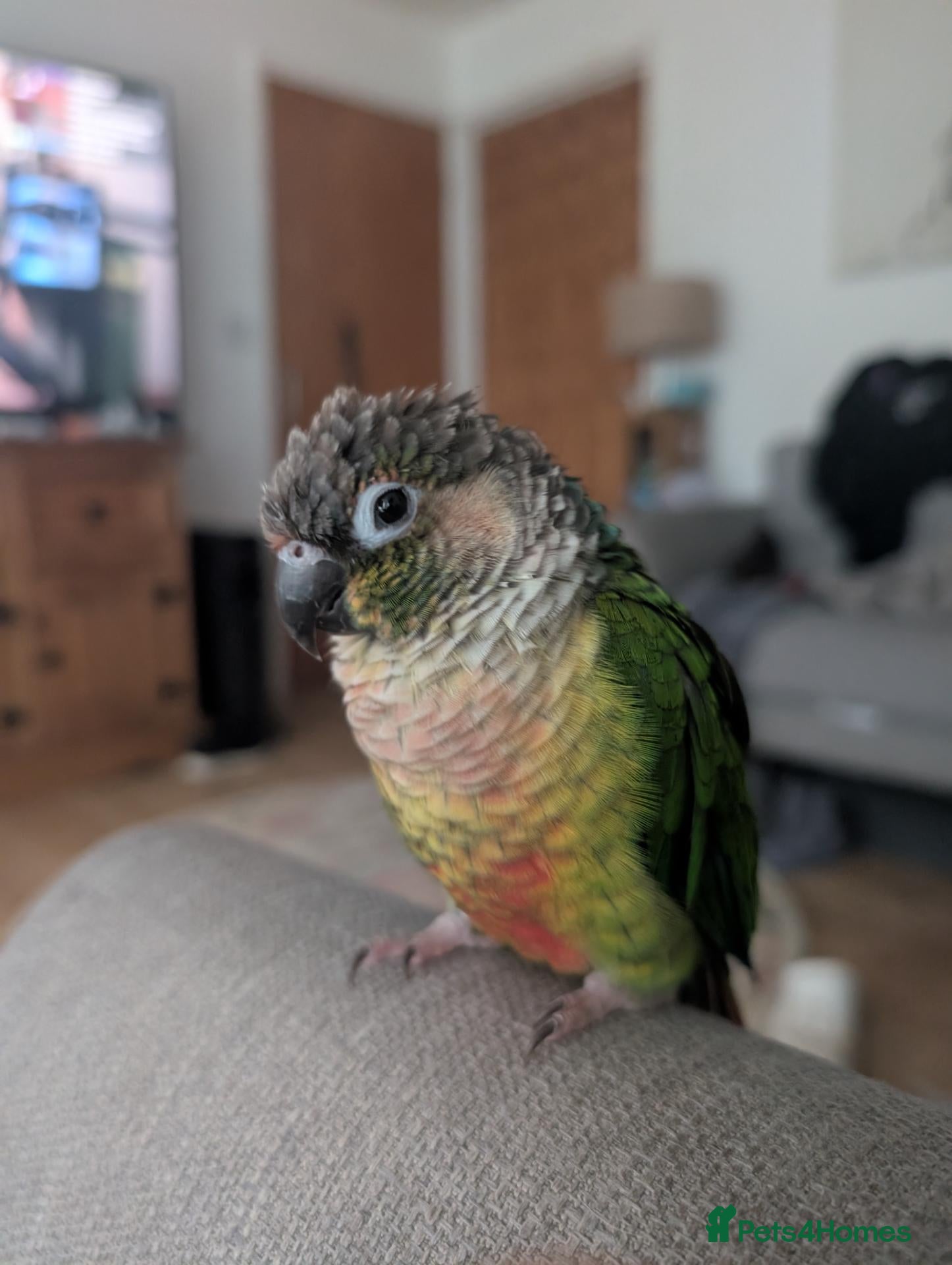 Conures birds Green Cheek Conure Looking For Forever Home 🦜 - Advert 1