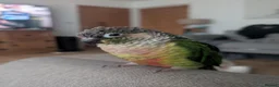 Conures birds for sale: Green Cheek Conure Looking For Forever Home 🦜 - Advert 1