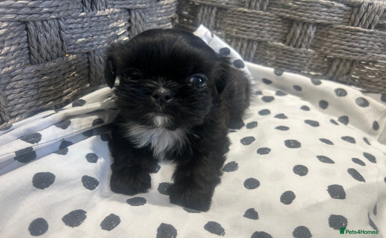 Shih Tzu dogs - Advert 2