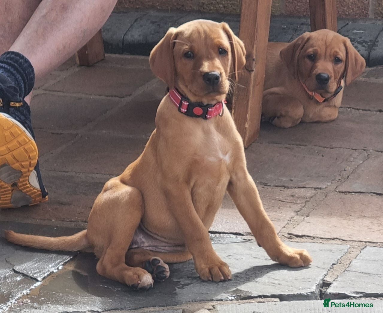 Labrador Retriever dogs Final Red collar girl puppy  Now ready 🥰 - Advert 2