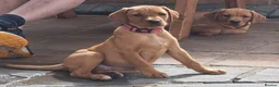 Labrador Retriever dogs for sale: Final Red collar girl puppy  Now ready 🥰 - Advert 3