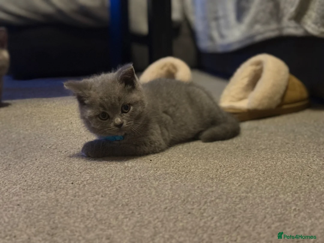 British Shorthair cats for sale: 1 boy left! He’s going to be a big boy!  - Advert 20