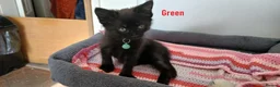 Mixed Breed cats for sale: 6 kitties looking for new forever homes - Advert 7