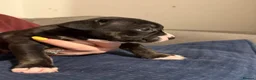 Mixed Breed dogs for sale: Beautiful English Bull Terrier cross Staffy - Advert 13