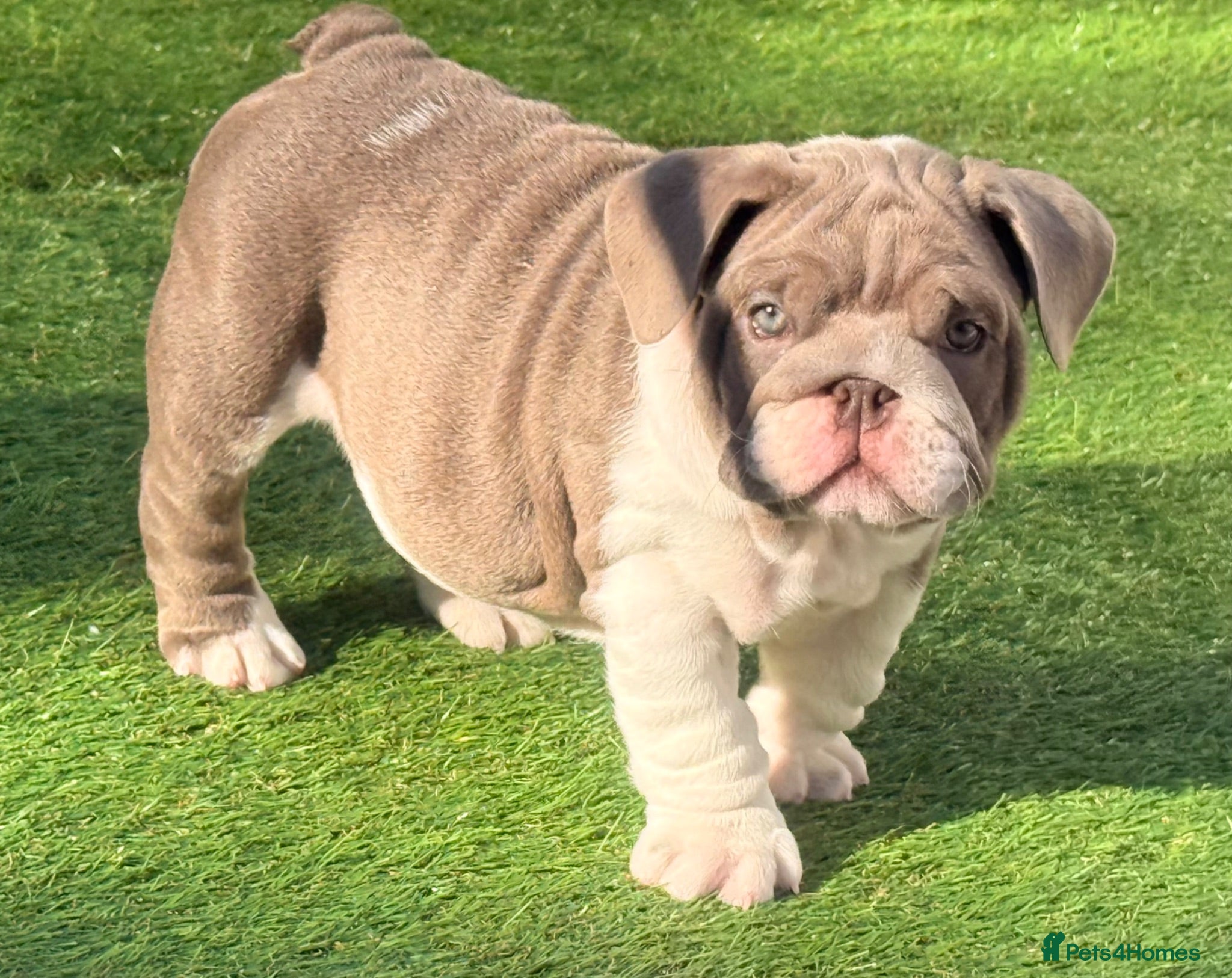 English Bulldog dogs Stunning English Bulldog Pups for Sale  - Advert 2