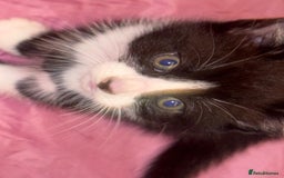 Munchkin cats for sale: 3 kittens for sale - Image 3