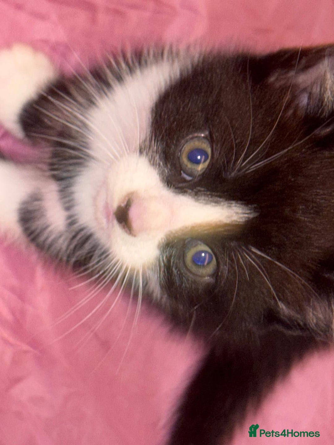 Munchkin cats for sale: 3 kittens for sale - Image 3