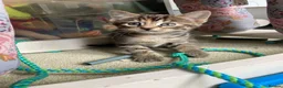 Maine Coon cats for sale: Kittens Maine coon  - Advert 15
