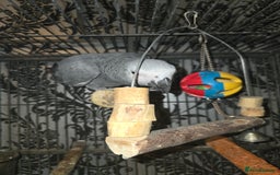 Parrots birds for sale: Kiddus - Image 2