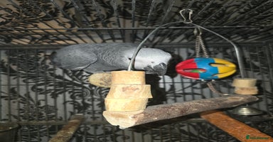 Parrots birds - Advert 8