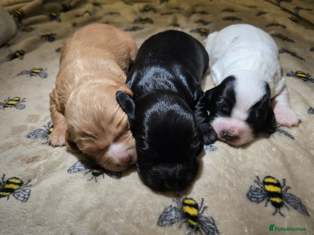 Cocker Spaniel dogs for sale: 🐶🐾 Exceptional Working Cocker Spaniel Puppies 🐾 - Advert 23