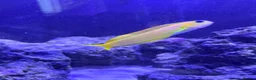 Other/Mixed Breed fish for sale: Marine fish in Plymouth - Advert 9
