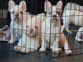 French Bulldog dogs 5 French bulldog puppies. Pied fluffy - Advert 3