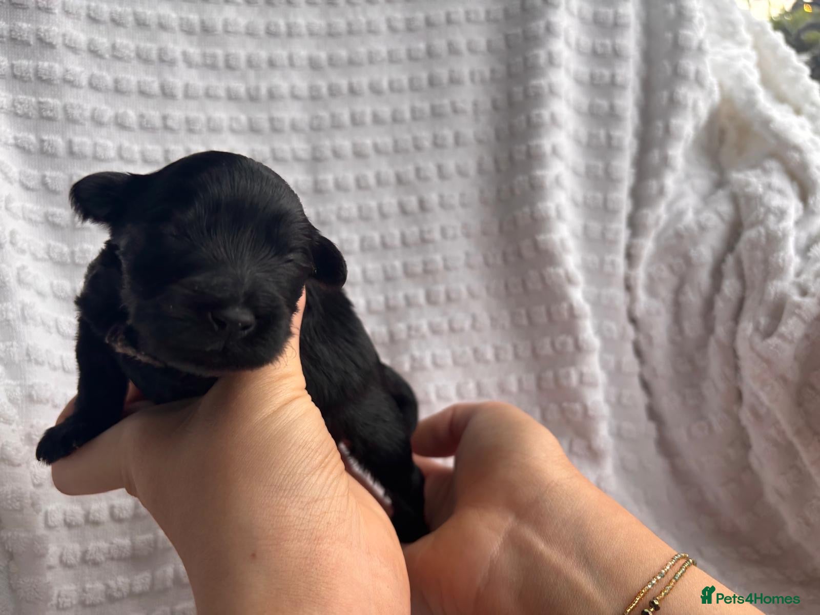 Miniature Schnauzer dogs KC Mini Schnauzer Black Boys BVA H/T  - Advert 1