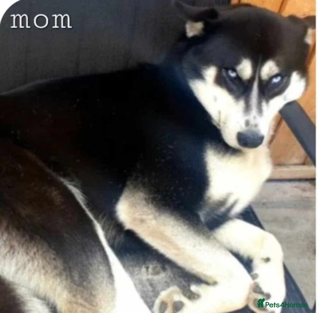 Siberian Husky dogs for sale:  Beautiful Siberian Husky Agouti Puppies ❤️ - Advert 3