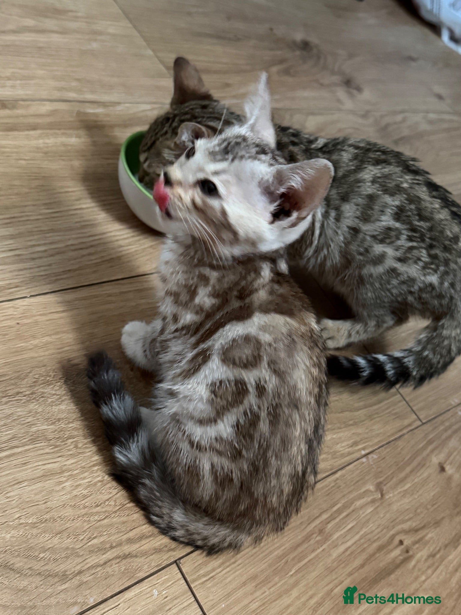 Bengal cats 2 bengal kittens READY NOW! - Advert 2
