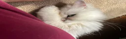 Persian cats for sale: 💎Persian Female Cat needing new home in Reading - Advert 6